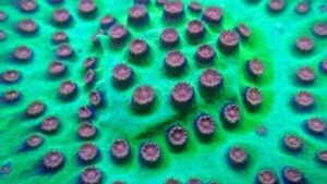 Alien Pox Cyphastrea