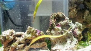 Alligator Pipefish