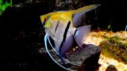 Altum Angelfish