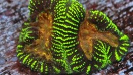 Amazing Race Platygyra