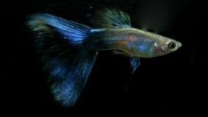 American Blue Guppy