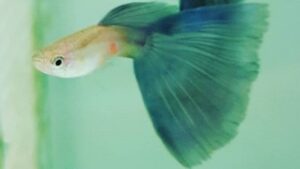American Green Guppy