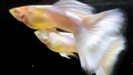 American Pink White Guppy