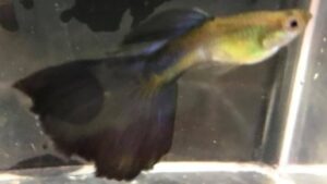 American Purple Guppy