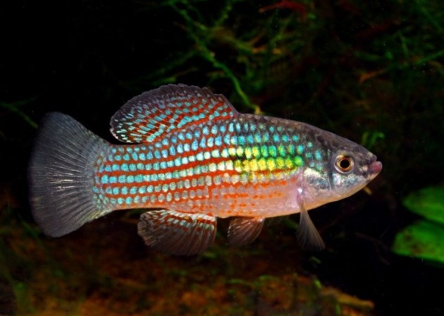 Flagfish Freshwater Aquarium Fish