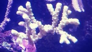 Anacropora Forbesi Acro
