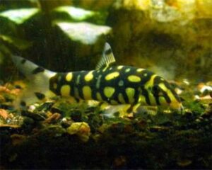 Angelicus Botia Loach