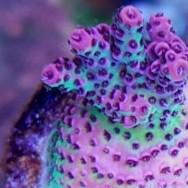Angelina Acropora