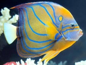 Annularis Angelfish