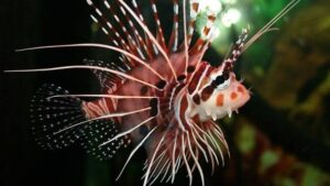 Antennata Lionfish
