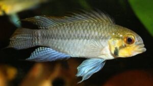 Apistogramma sororcula