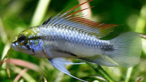 Three Stripe Dwarf Cichlid
