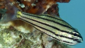 Nine Banded Cardinalfish