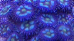Aqua Splatter Zoanthids