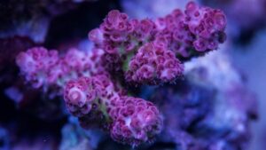 Aquarium City Red Millepora
