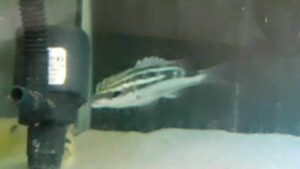 Arabian Monocle Bream