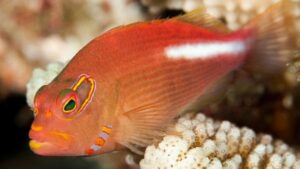 Arc Eye Hawkfish