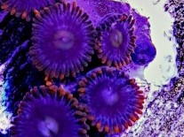 Arctic Ice Zoanthids