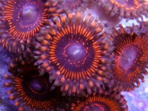 Armageddon Zoanthids