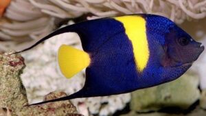 Asfur Angelfish