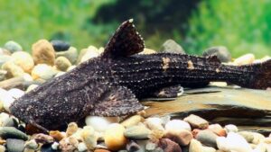 Asian Banjo Catfish