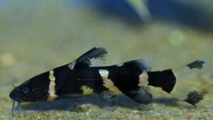 Asian Bumblebee Catfish