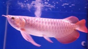 Asian Red Arowana