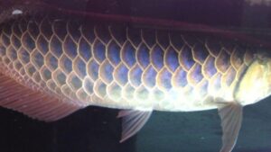 Asian arowana