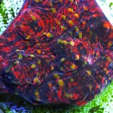 Aspera Chalice Echinophyllia