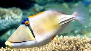 Assasi Triggerfish