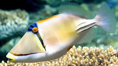 Top 5 Worst Saltwater Beginner Fish to AVOID