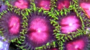 Asterina Pink Zoas
