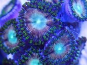 Asylum Zoas