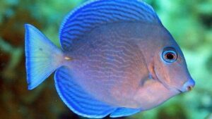 Atlantic Blue Tang