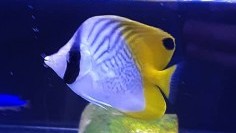 Auriga Butterflyfish