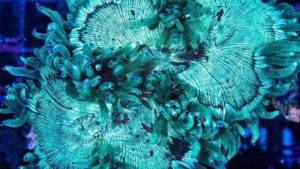 Aussie Blue Tip Elegance Coral