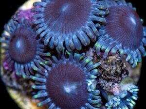 Aussie Blues Zoas