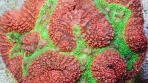 Aussie Bright Orange Lobo