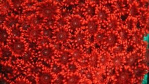 Aussie Bright Red Goni