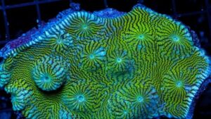 Aussie Convict Chalice