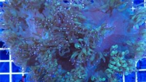 Aussie Elegance Coral