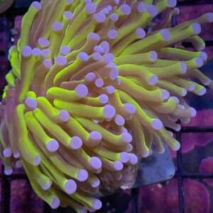 Aussie Gold Torch Euphyllia