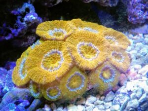 Orange Acan