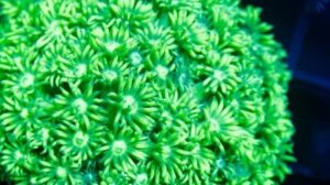 Aussie Screaming Neon Goni