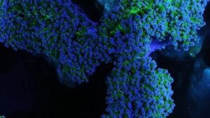 Aussie Wall Frogspawn Euphyllia