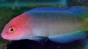 Australian Multicolor Dottyback