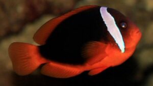 Red Clownfish