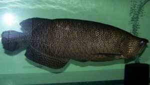 Australian bonytongue