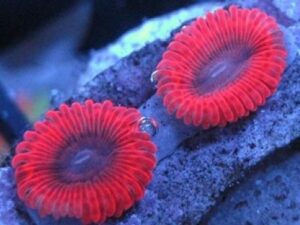 Avenger Zoanthids