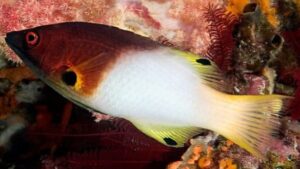 Axilspot Hogfish